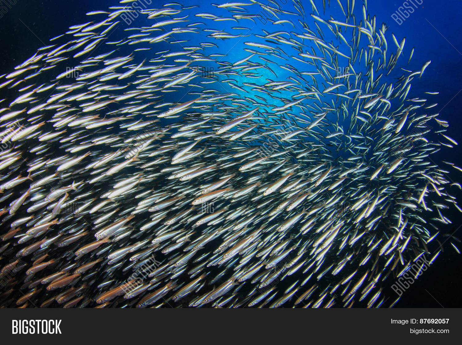 Sardines Fish Image & Photo (Free Trial) | Bigstock