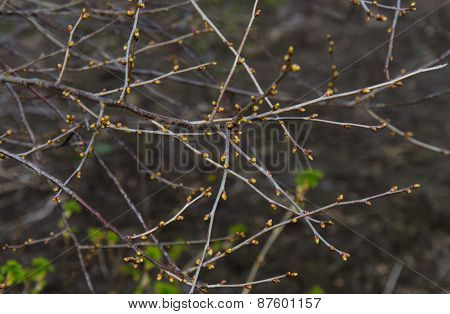 Spring Tree