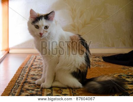 Home Cat
