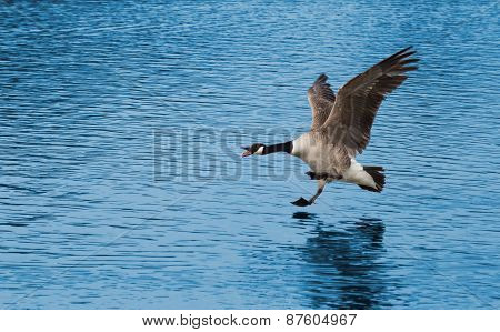United Kingdom, Devon Goose Coming In For Landing On The Lake