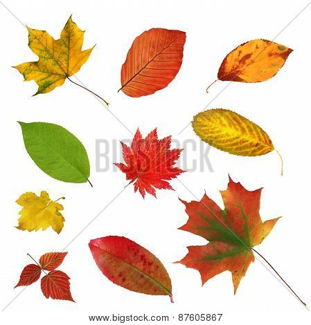 Big Collection Beautiful Colourful Autumn Leaves Isolated On White Background