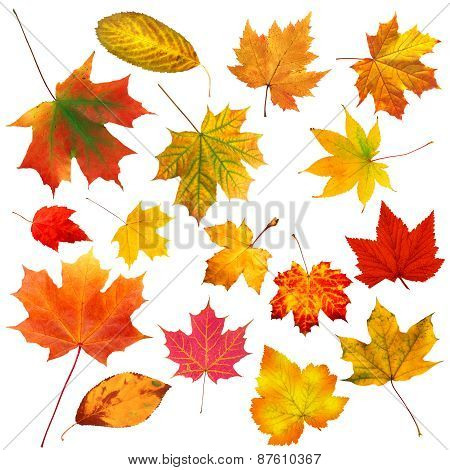 Collection Beautiful Colourful Autumn Leaves Isolated On White Background
