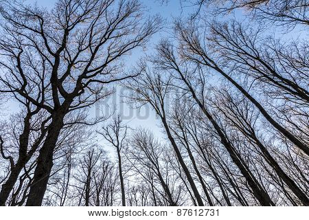 Oak Branches Against The Sky