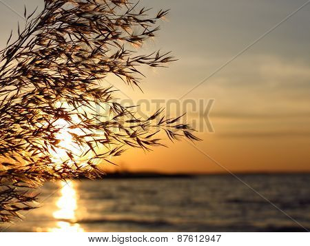 The bulrush against sunset
