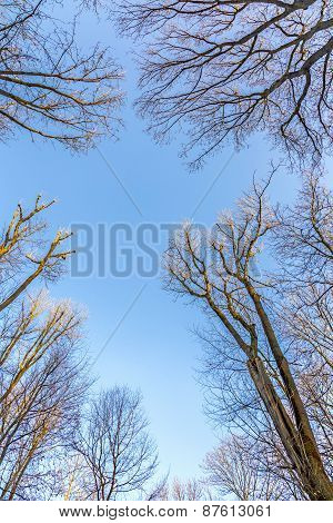 Oak Branches Against The Sky