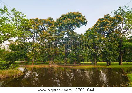 Beautiful Green Park Tree And Swamp