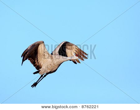 Sandhill 크레인 비행에