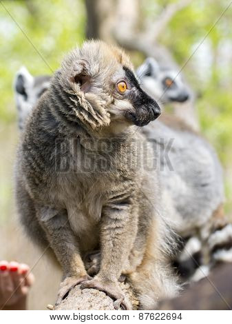 Red Lemur (eulemur Rufus)