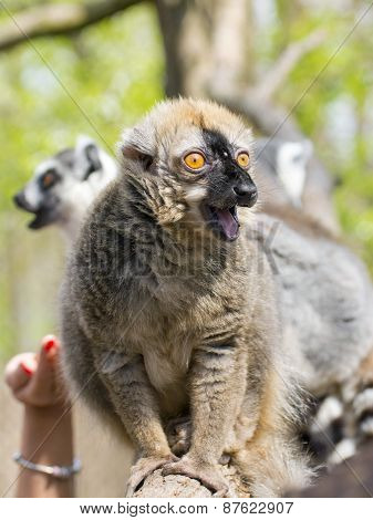 Red Lemur (eulemur Rufus)