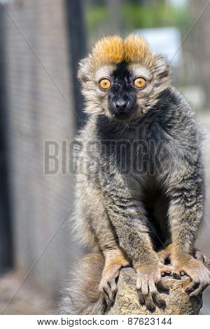 Red Lemur (eulemur Rufus)