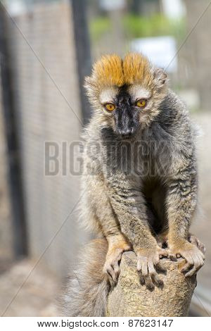 Red Lemur (eulemur Rufus)
