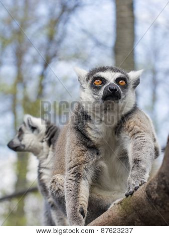 Ring-tailed Lemur (lemur Catta)
