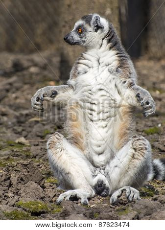 Ring-tailed Lemur (lemur Catta)