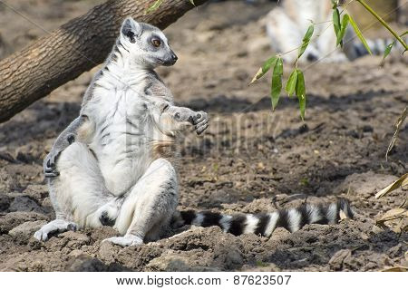 Ring-tailed Lemur (lemur Catta)