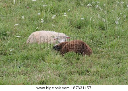 Sheep laying in Grass