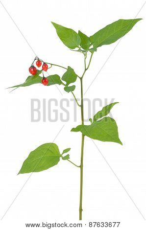 Poisonous Solanum Dulcamara Branch