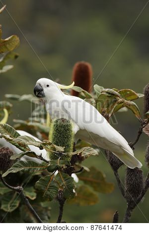 Sulphur-crested Cockatoo (cacatua Galerita)