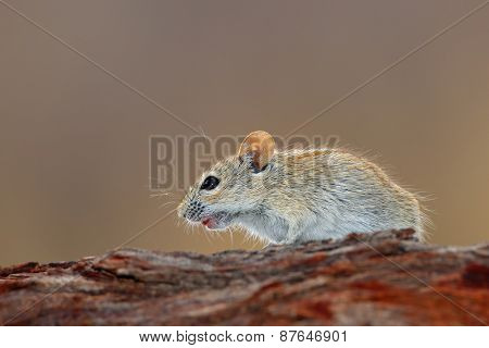 A striped mouse (Rhabdomys pumilio) in natural environment, South Africa
