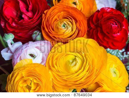 A Few Colored Buttercup Flowers