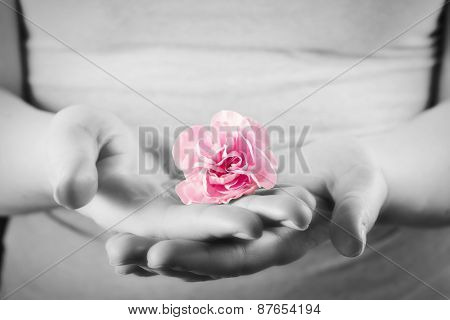 Pink soft flower in woman hands. Spa, protection, health care concept. Black and white and color.