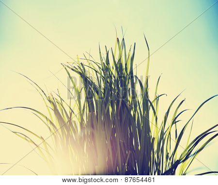  grass blooming in the spring over a blue clear sky toned with a retro vintage instagram filter effect app or action 