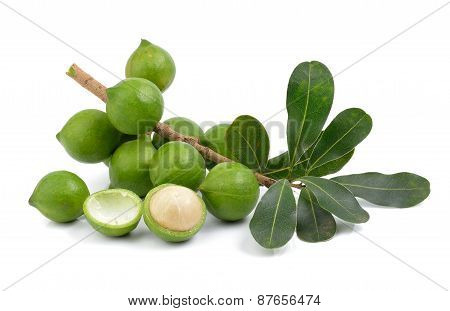 Fresh Macadamia Nut On White Background