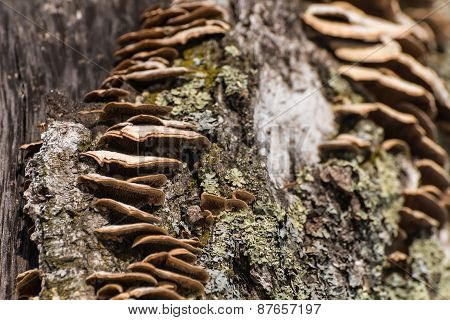 Chaga Mushroom Tree Trunk