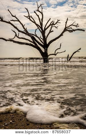 Botany Bay Beach Boneyard
