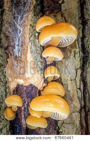 Flammulina - Edible Mushrooms