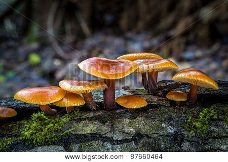 Flammulina - Edible Mushrooms