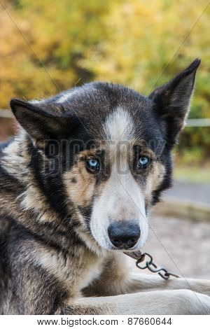 Dog with collar