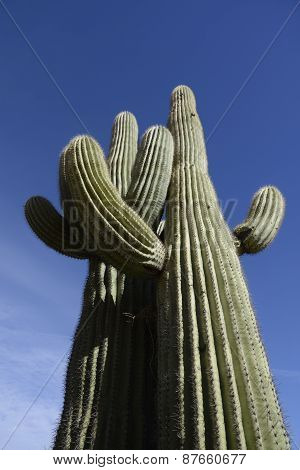 Saguaro Cactus
