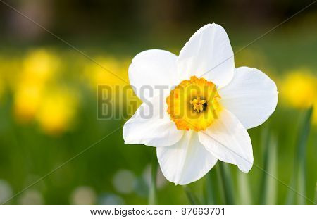 Macro Of A Poet's Daffodil In Spring