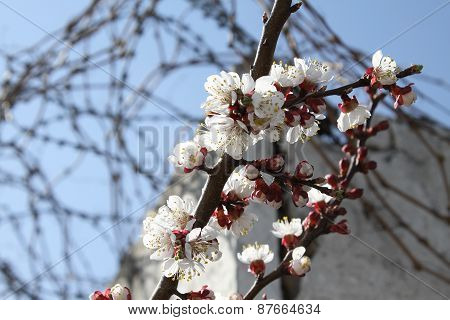 Cherry blossoms on branch closeup
