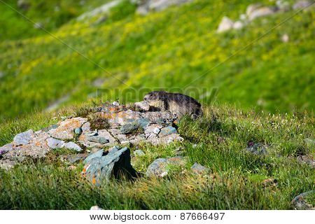 Marmot On A Mound Of Stones