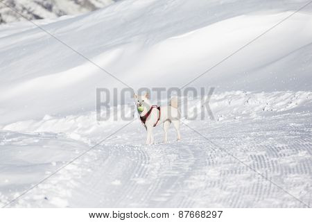White Dog Playing Tenis Ball In Snow