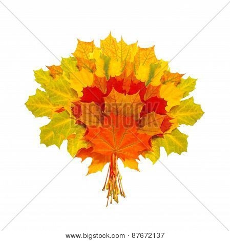 Beautiful Colorful Autumn Leaves Isolated On White