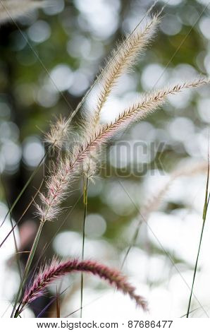 Mexican Grass