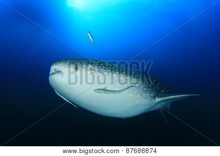 Whale Shark