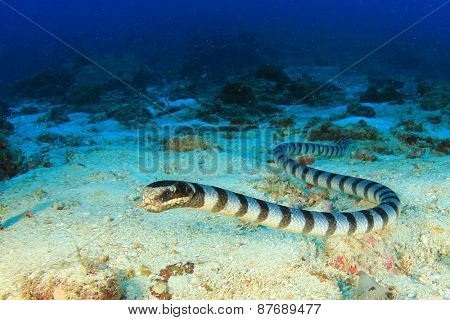 Banded Sea Snake
