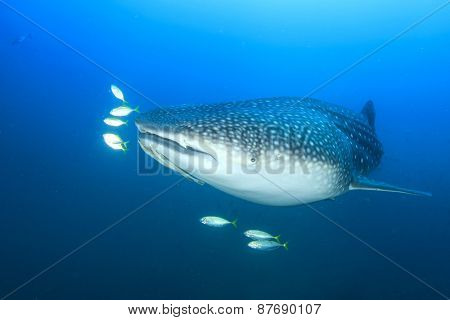Whale Shark