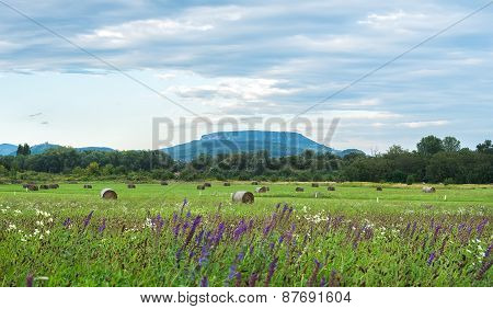 Early Autumn Field Landscape Of The North Balaton Region, Hungary