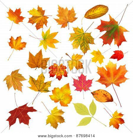 Collection Beautiful Colourful Autumn Leaves Isolated On White Background