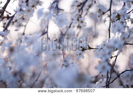 Pink tone photo of apple blossoms.
