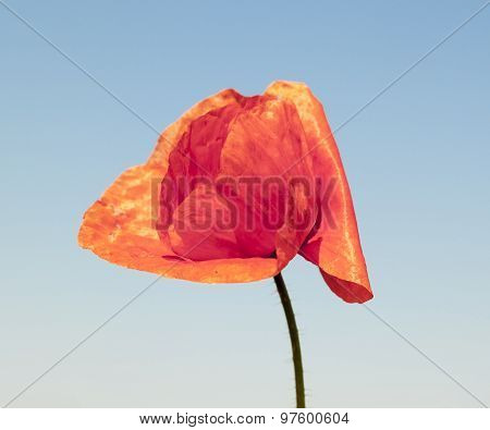 red wild poppy