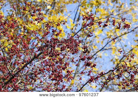 Rowan berries