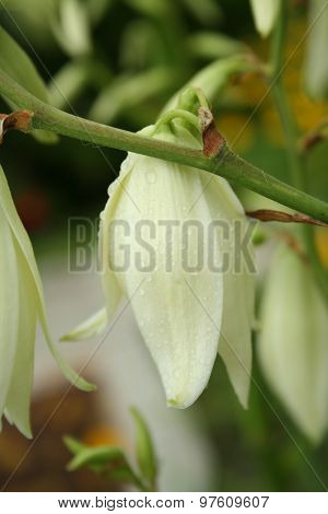 Flower Yucca