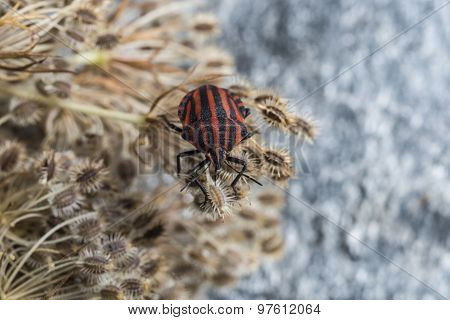 Red striped Graphosoma lineatum/Graphosoma semipunctatum on plant