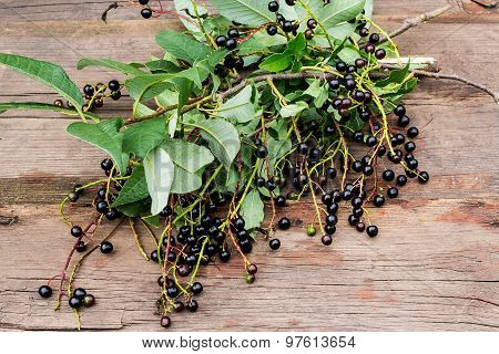 Ripe Berries Bird Cherry On The Branches