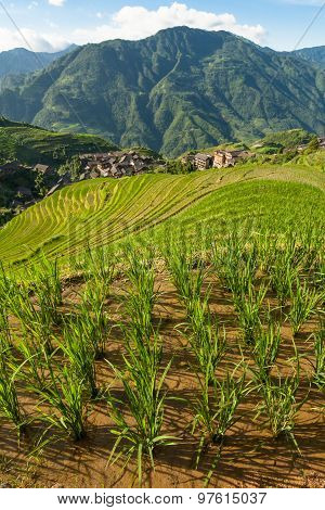 Longsheng rice terraces guilin china landscape